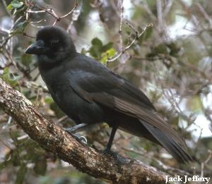 'Alala (Hawai'ian crow)
